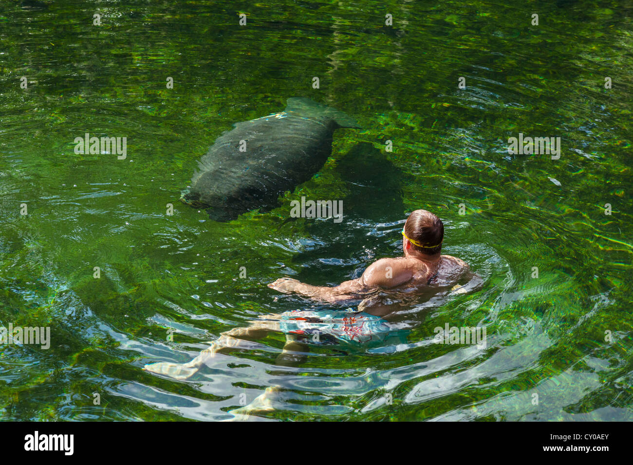 Ein Manatee und Schwimmer in den Blue Spring Run Schwimmbereich, Blue Spring State Park in der Nähe von Orange City, Zentral-Florida, USA Stockfoto