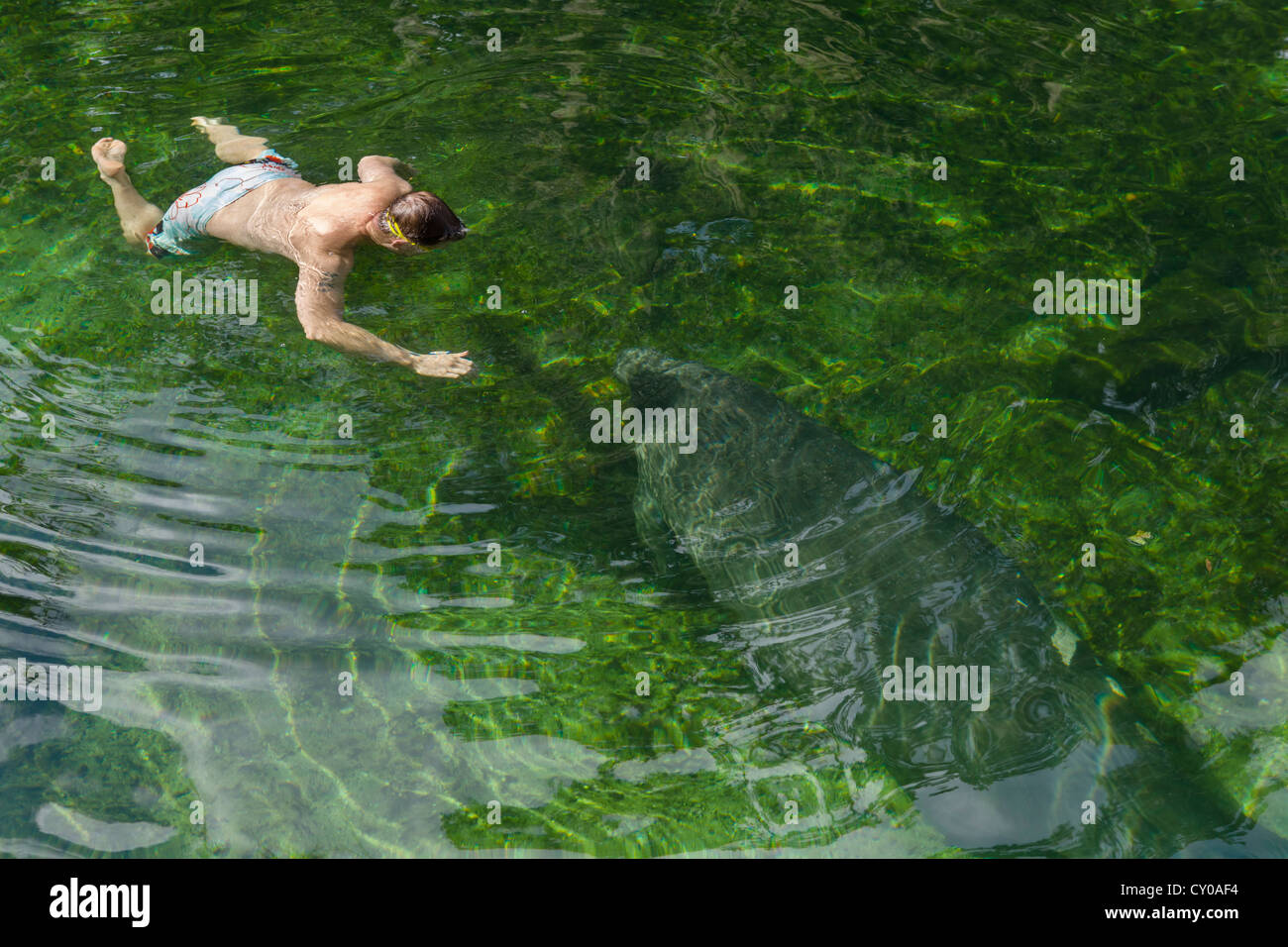 Ein Manatee und Schwimmer in den Blue Spring Run Schwimmbereich, Blue Spring State Park in der Nähe von Orange City, Zentral-Florida, USA Stockfoto