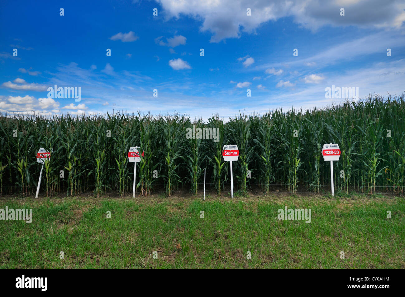 Maisfeld, Testfeld mit experimentellen Pflanzensorten aus dem Pionier-Unternehmen für Biogasanlagen, nachwachsende Rohstoffe Stockfoto