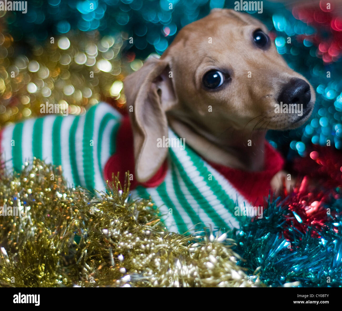 Süße Dackel Welpen in Christmas Sweater umgeben von Garland und Lametta Blick in die Kamera Stockfoto