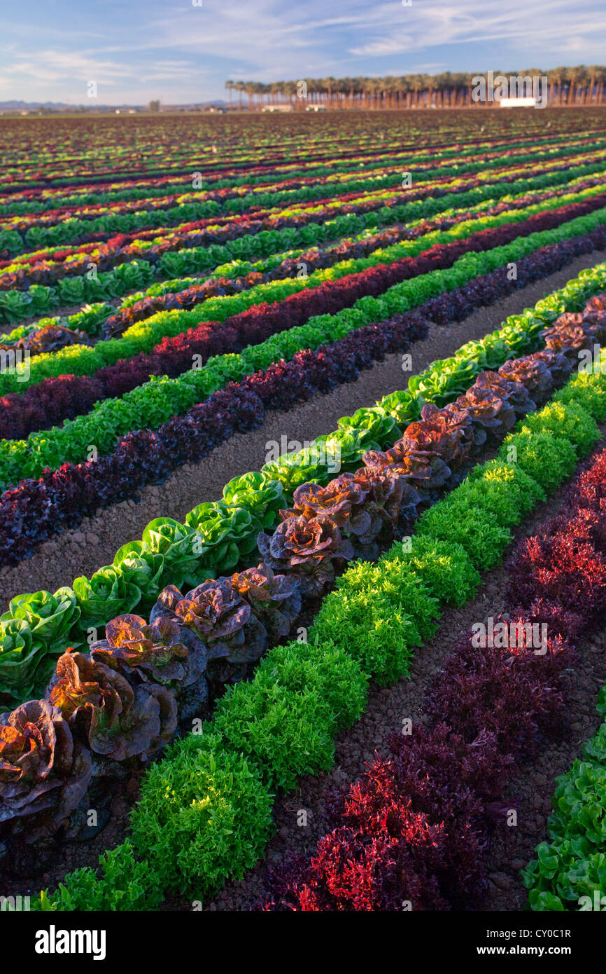 Winter-Salat ernten, Imperial Valley, Kalifornien Stockfoto