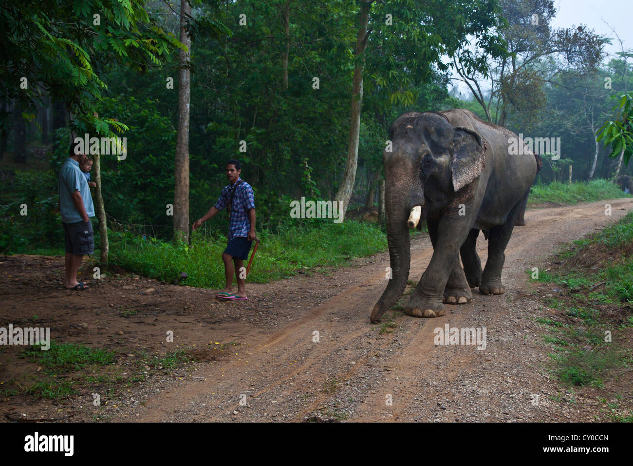 Ein Trainer mit seinen Elefanten in einem Camp in der Nähe von KHAO SOK Nationalpark - SURAJ THANI PROVENCE, THAILAND Stockfoto