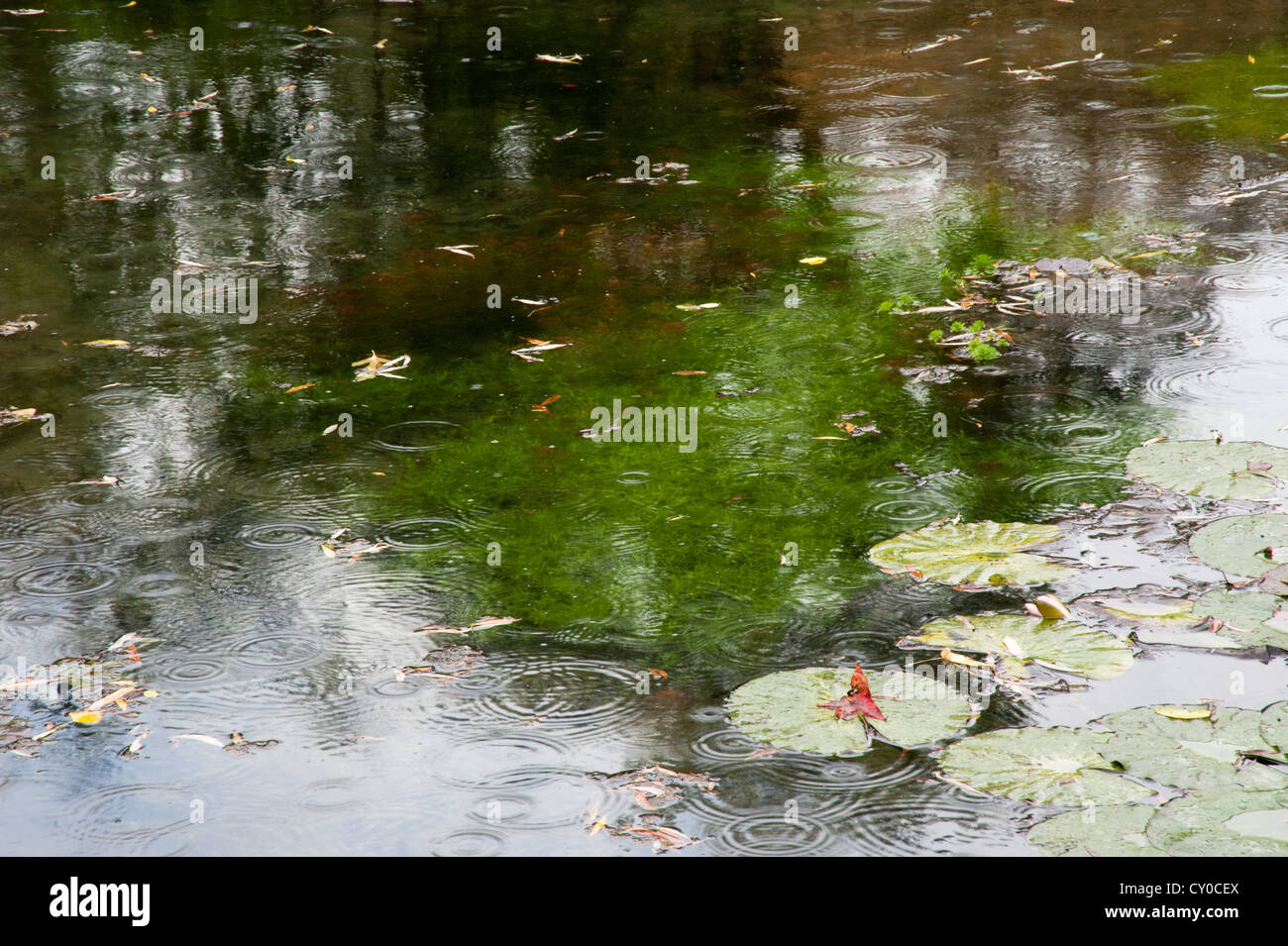 Monets Seerosenteich in Giverny Frankreich Stockfoto