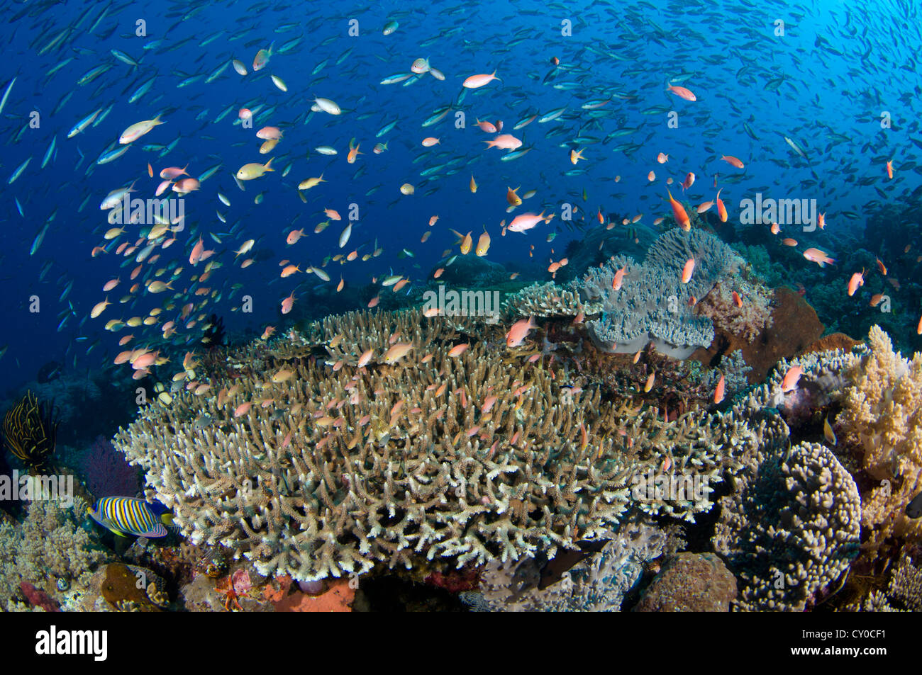 Mehrere Arten von kleinen Schwarmfische wie Riffbarsche, Füsiliere und Anthias ernähren sich von Plankton in der Wassersäule Stockfoto