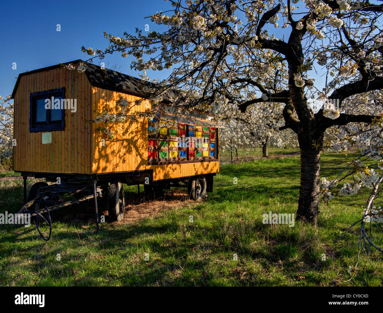 Bienenhaus in einem Obstgarten, Gierstaedt, Thüringen, PublicGround Stockfoto