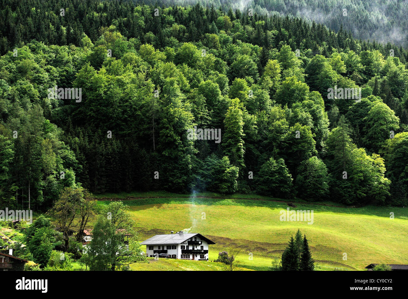 Üppig grünen Wald in der Nähe von Ramsau, Berchtesgadener Land/Region, Oberbayern Stockfoto