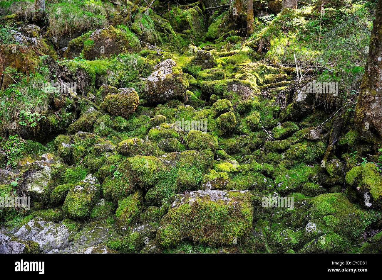 Moosbedeckten Felsen auf dem Ramsau Muehlsteinweg Trail, Ramsau, Bayern, Oberbayern Stockfoto