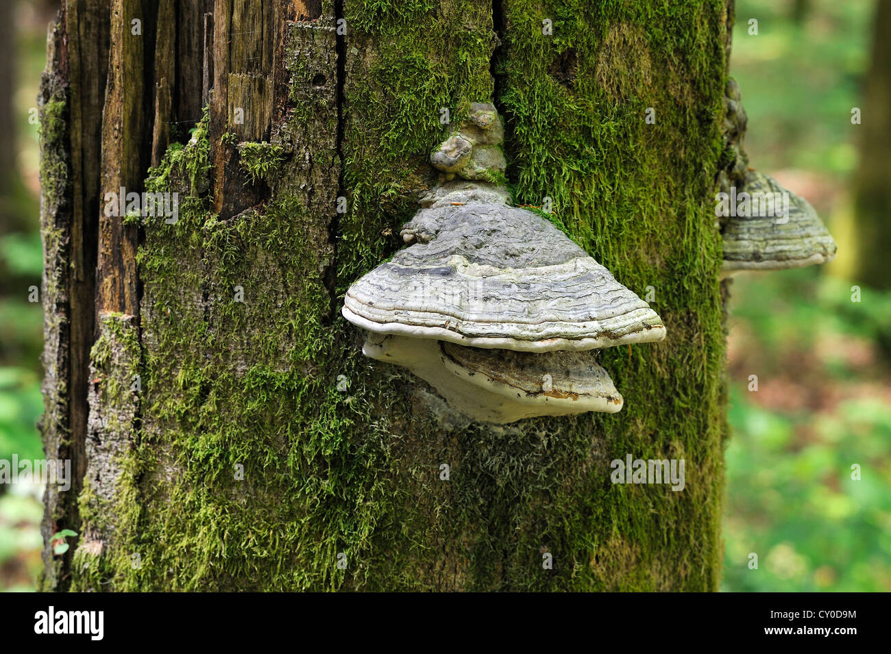 Zunderschwamm (Zündstoff Fomentarius) auf einem Toten Strand Baum (Fagus), Hintersee, Bayern, Oberbayern Stockfoto