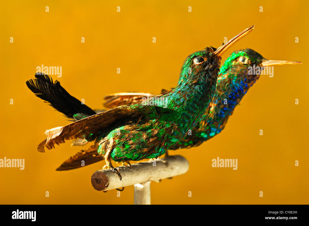 Präparierten Tieren von Forschern aus dem 19. Jahrhundert, zwei Kolibris (Trochilidae), Sonderausstellung 2012 Stockfoto