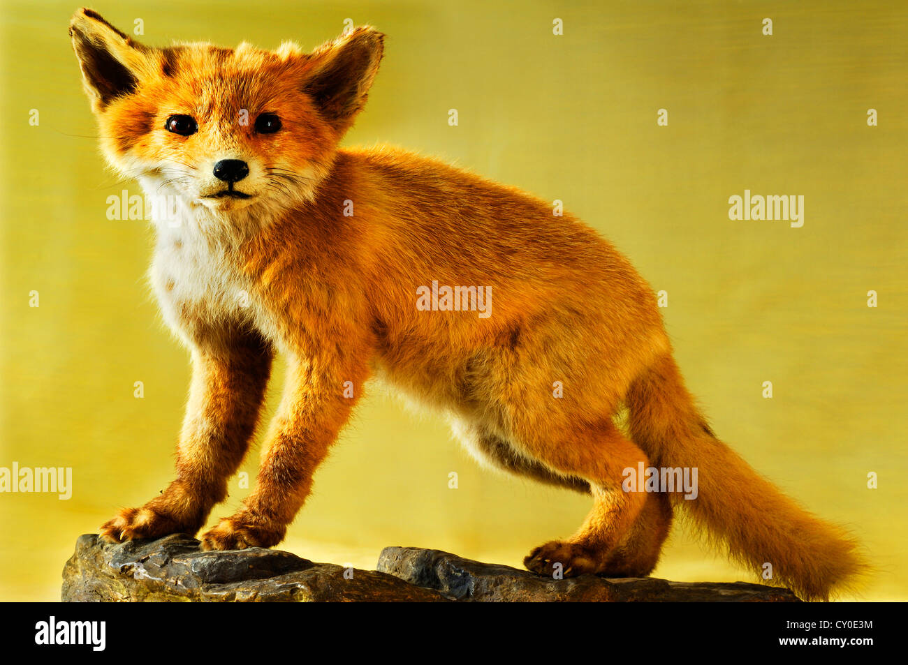 Präparierten Tier, ein junger Fuchs (Vulpes Vulpes), Sonderausstellung 2012, Industriemuseum, Sichartstrasse 5-25 Stockfoto