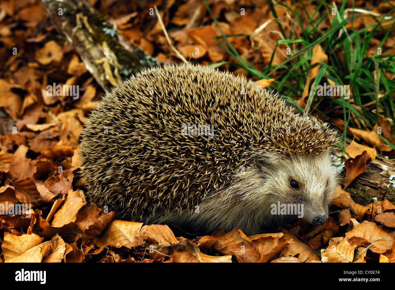 Künstliche Buchenwald mit ein Stofftier, Europäische Igel (Erinaceus Europaeus), 2012-Sonderausstellung auf der Stockfoto