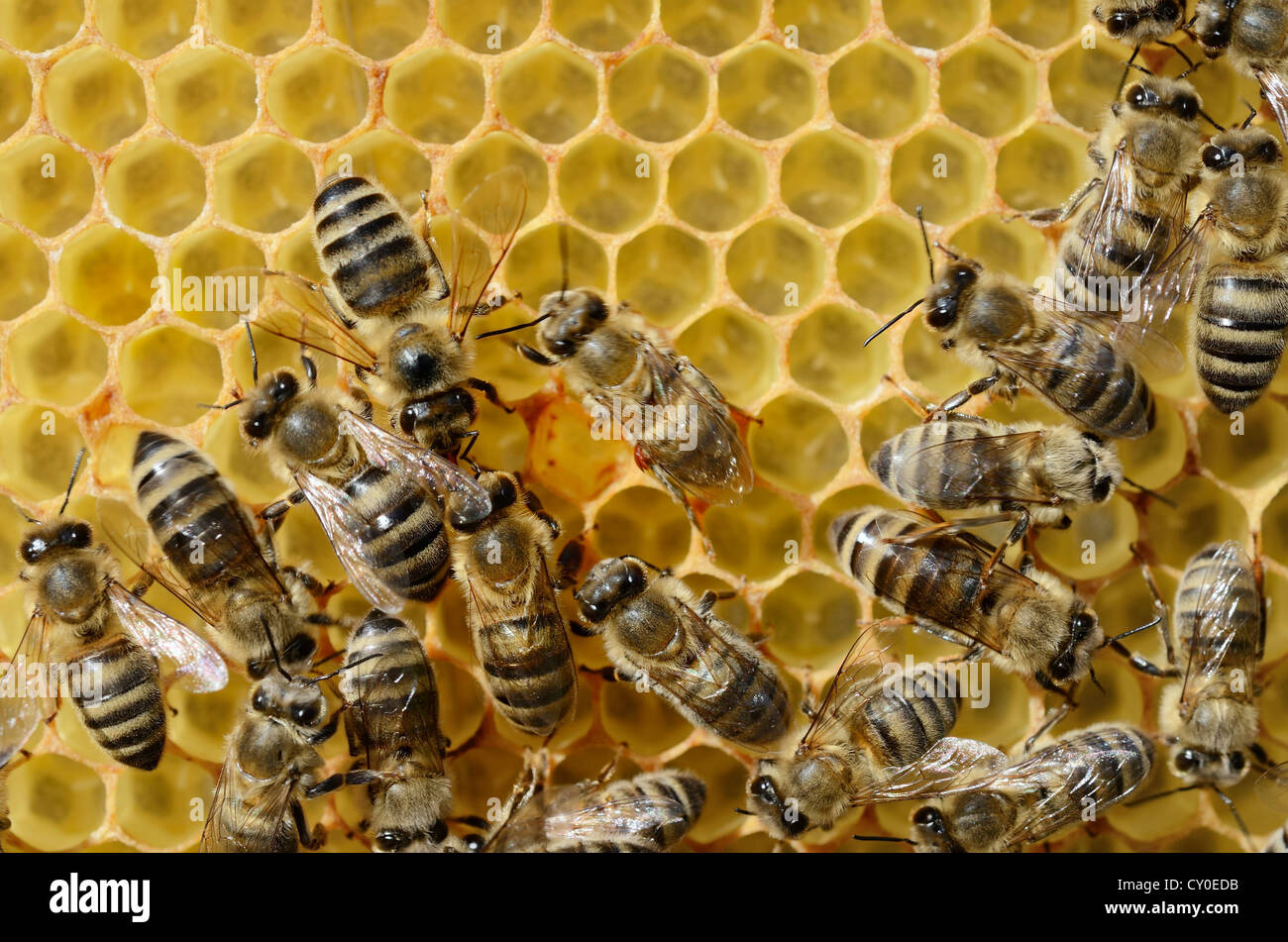 Young, Biene (Apis Mellifera Var Carnica) mit Varroa-Milbe (Varroa Destructor Syn Jacobsi) auf die Muskel-Anlage von geschwächt Stockfoto