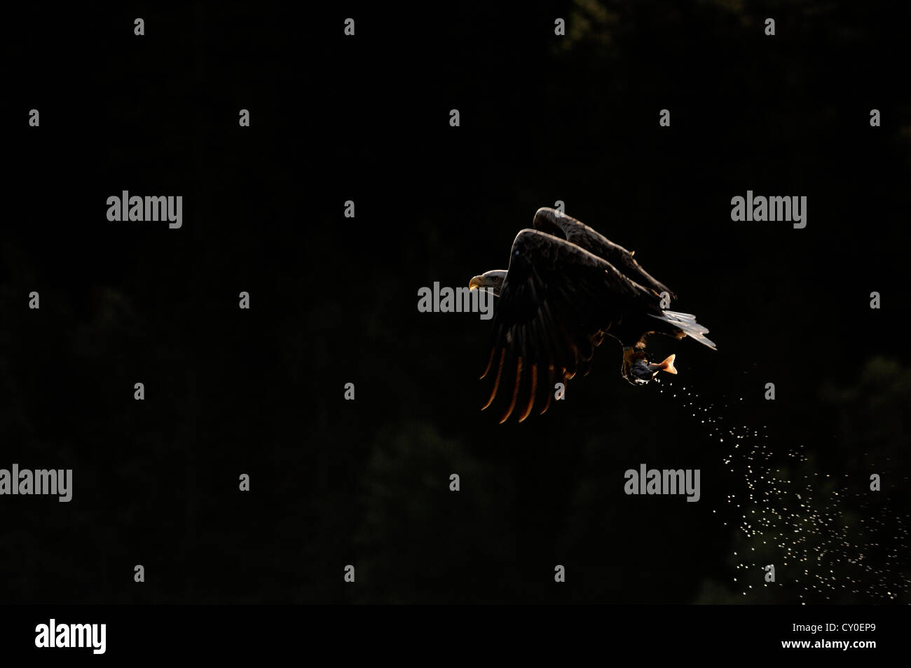 Seeadler (Seeadler) Mull Schottland Juli Stockfoto