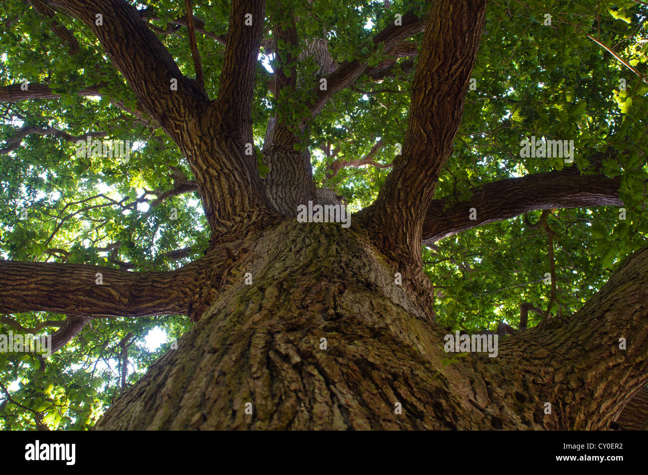 Pendunculate Eiche Baum Quercus Rober Norfolk Sommer Stockfoto