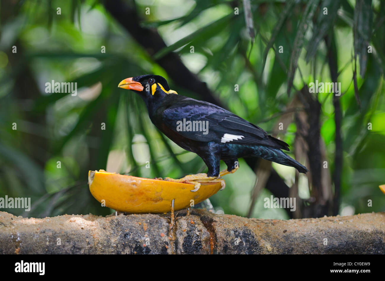 Gemeinsamen Hill Myna (Gracula Religiosa Intermedia) in Gefangenschaft Stockfoto