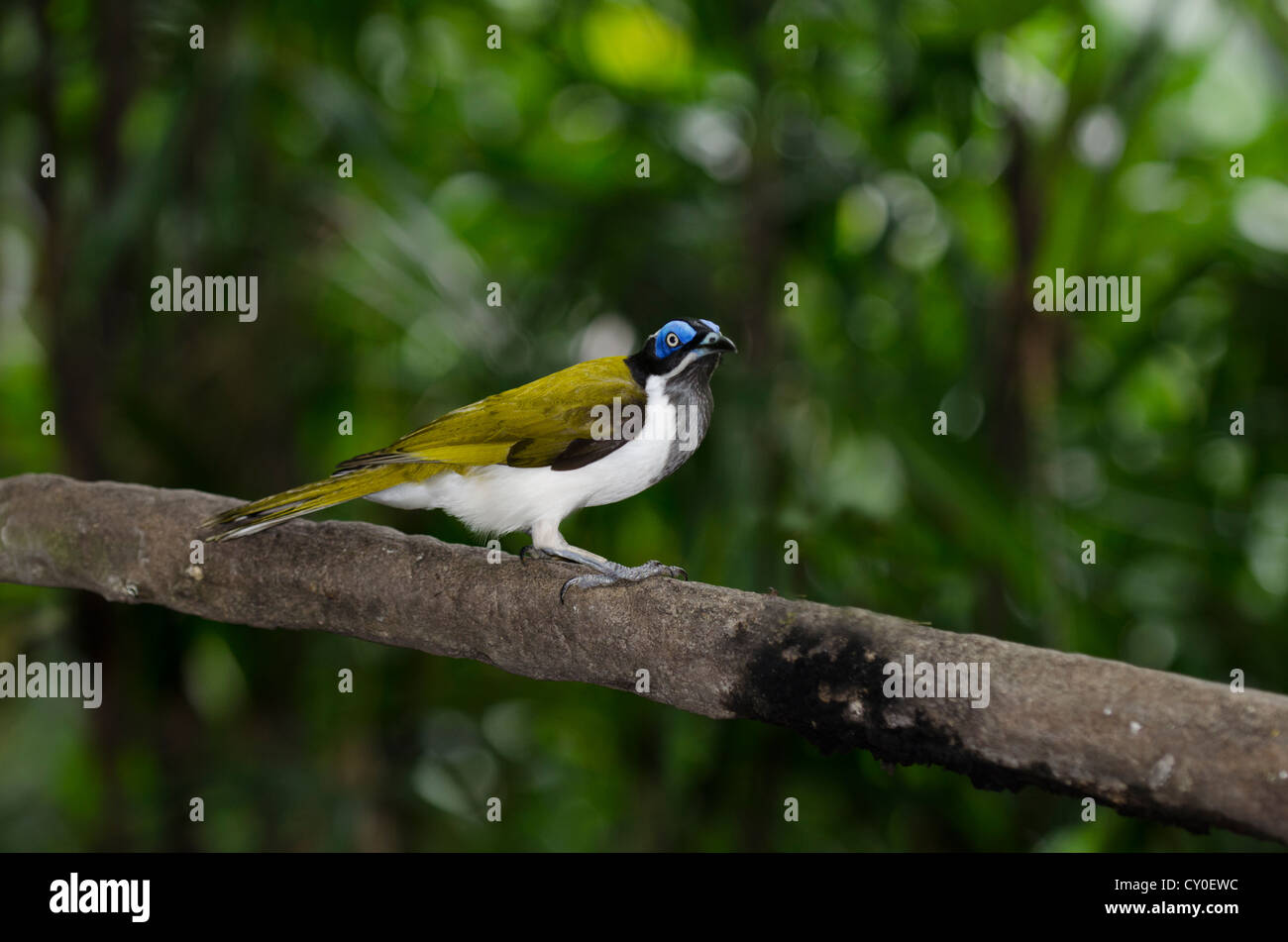 Blau-faced Honigfresser (Entomyzon Cyanotis), Neu-Guinea und Australien Stockfoto