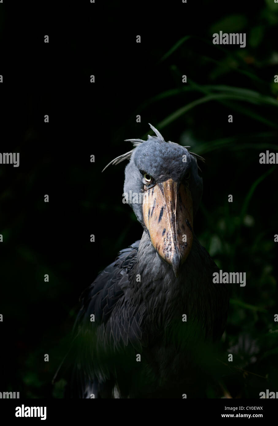 Schuhschnabel Stork(Balaeniceps rex) gefangen Stockfoto