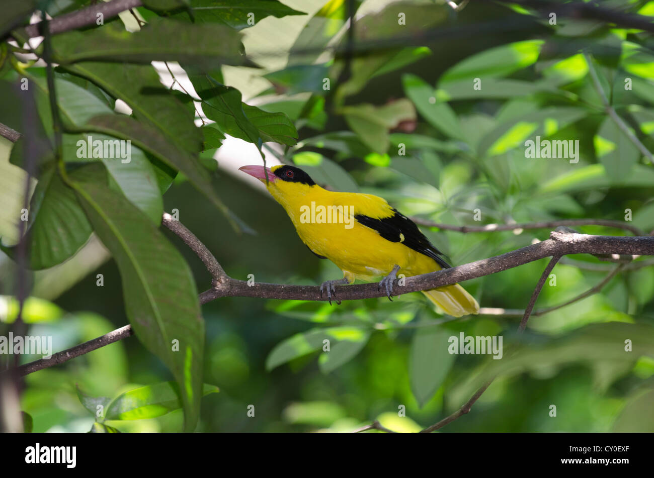 Schwarz-Himalaja-Pirol (Oriolus Chinensis)-Singapur Stockfoto