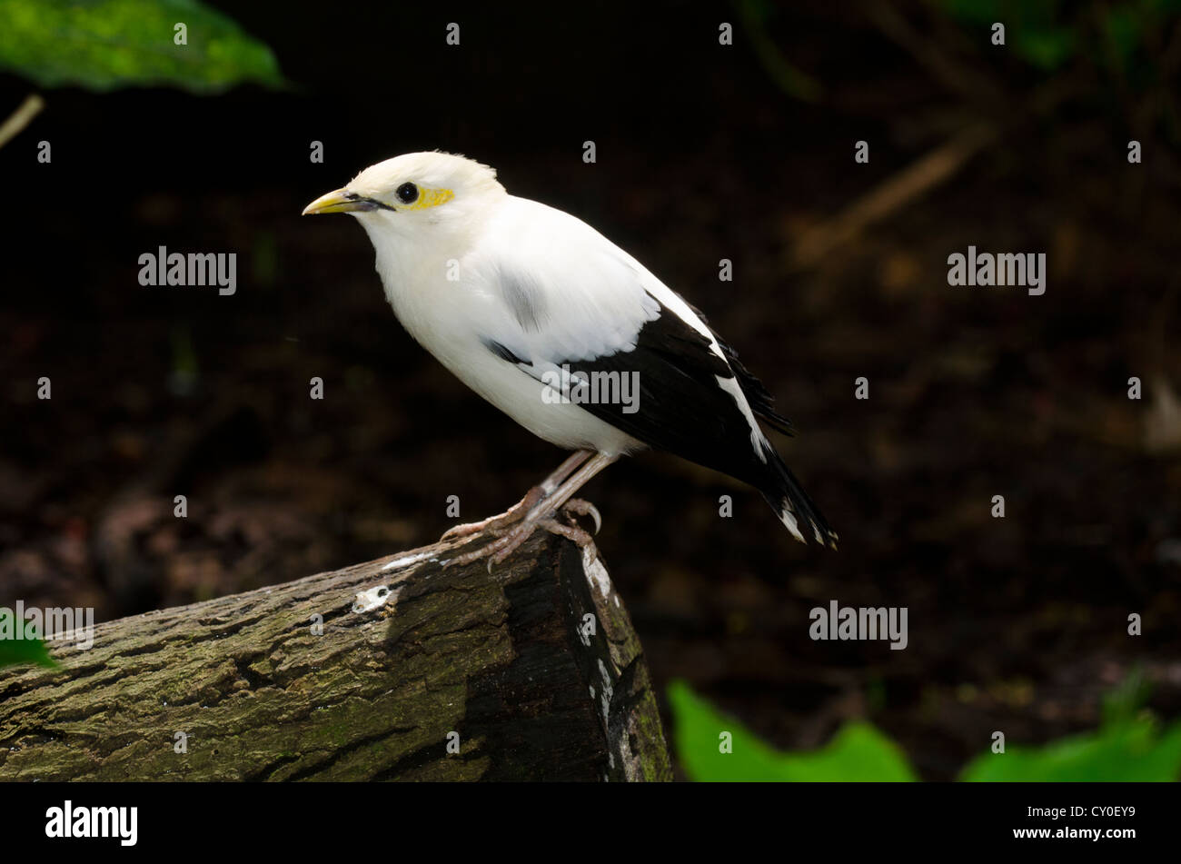 Gleitaar Starling (White-breasted Starling / Myna) Acridotheres Melanopterus Java - Teil der Zucht in Gefangenschaft zu programmieren, Kritiker Stockfoto