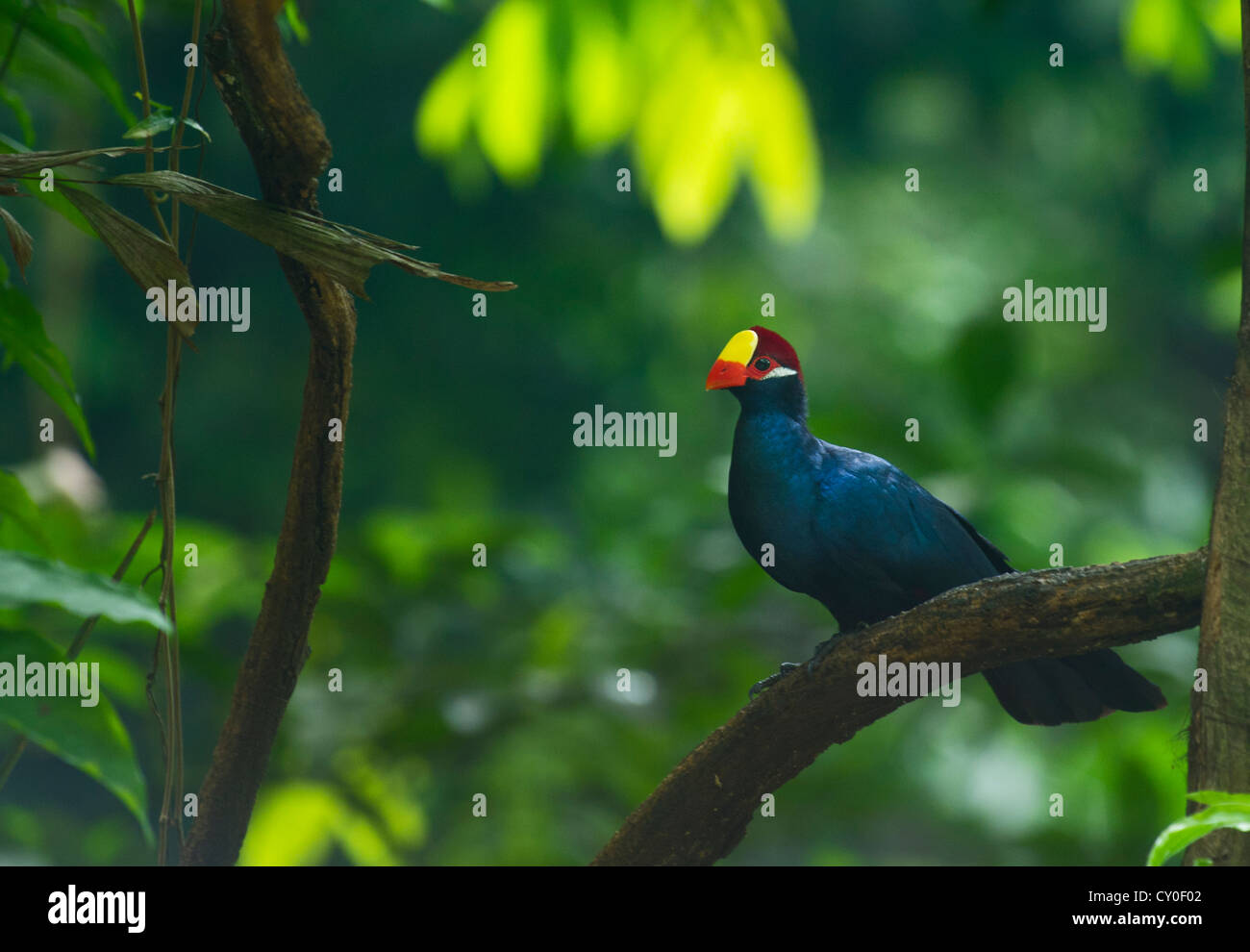 Violet Turaco Musophaga Violacea Gambia Westafrika Stockfoto