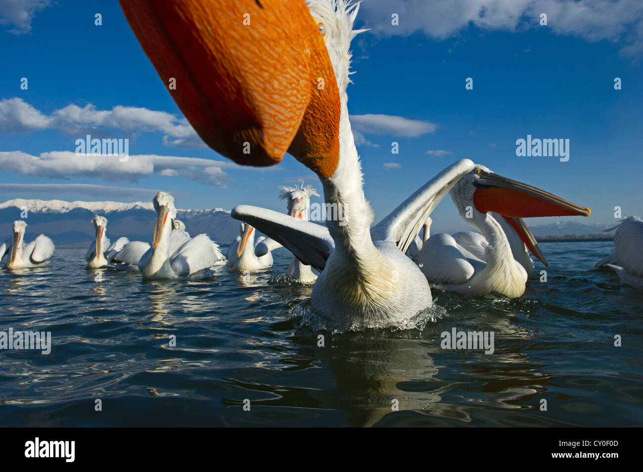 Dalmatinische Pelikane Pelicanus Cristatus Februar von Angler am See Kerkini Nordgriechenland gefüttert Stockfoto