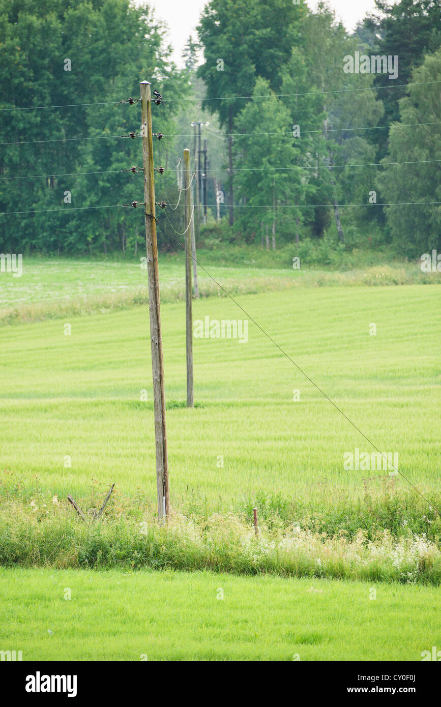 Telefonmasten und grünen Ackerland in Schweden Stockfoto