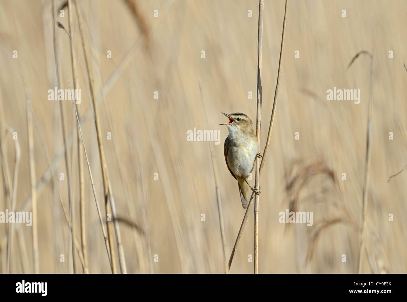 Sedge Warbler Acrocephalus Schoenobaenus im Lied Cley Norfolk Mai Stockfoto