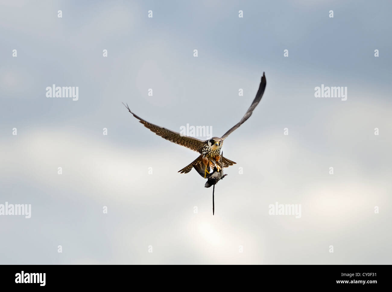 Hobby-Falco Subbuteo mit Swift Apus Apus gefangen über Schilfbeetes Norfolk Mai Stockfoto