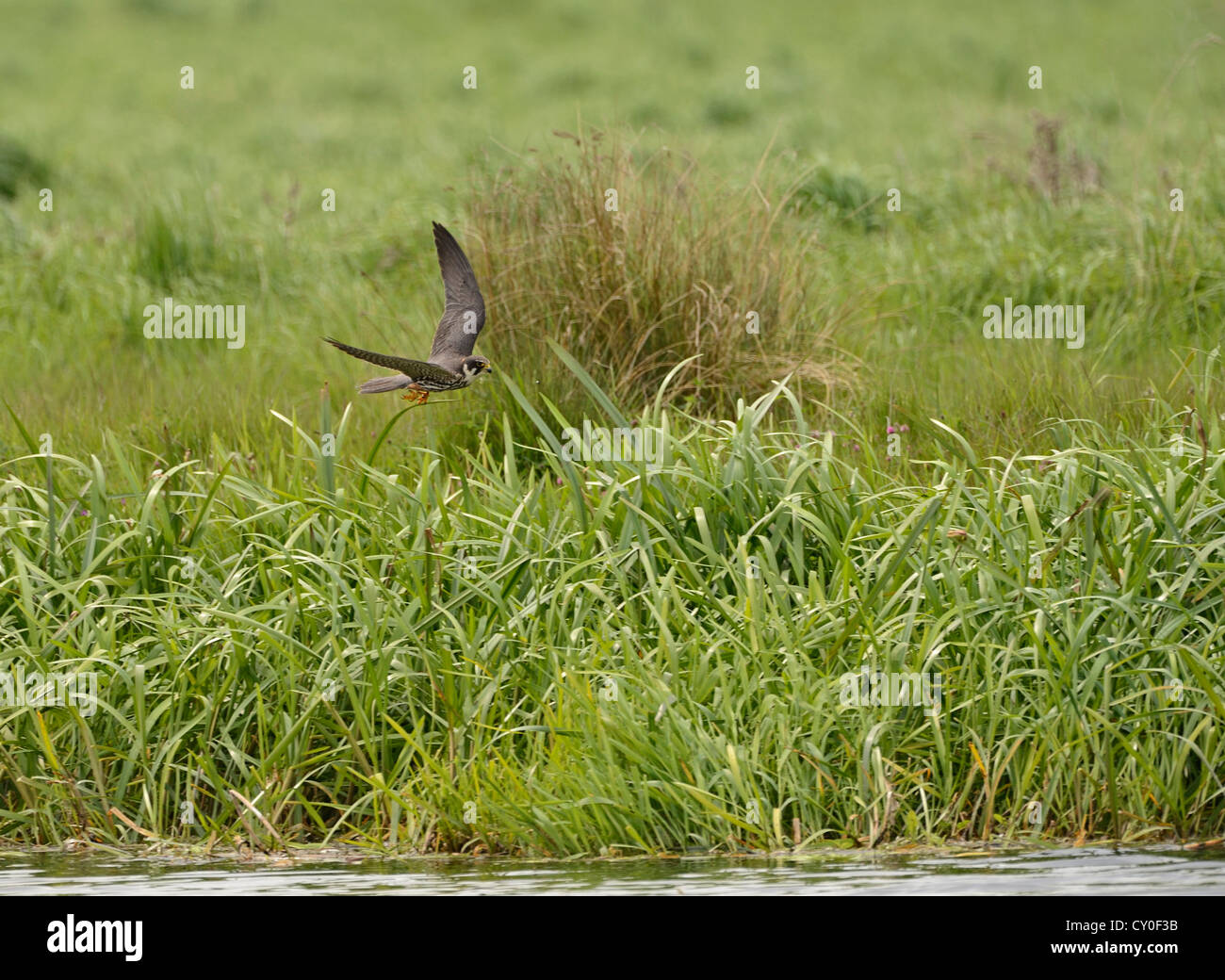 Hobby-Falco Subbuteo Jagd Lakenheath RSPB Reserve Suffolk Mai Stockfoto