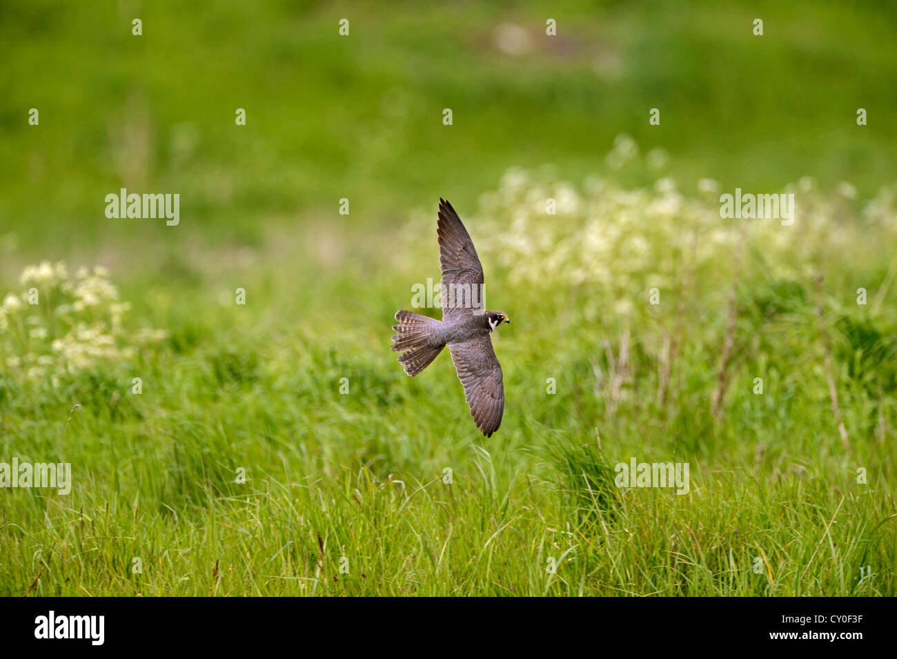 Hobby-Falco Subbuteo Jagd Lakenheath RSPB Reserve Suffolk Mai Stockfoto