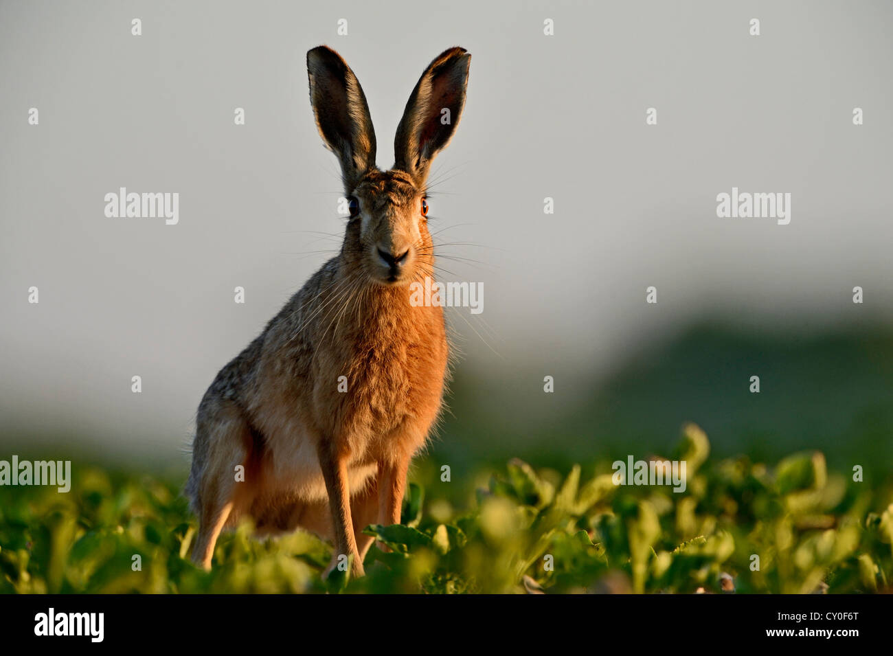 Braun (Europäischen) Hase Lepus Europaeus Norfolk Stockfoto