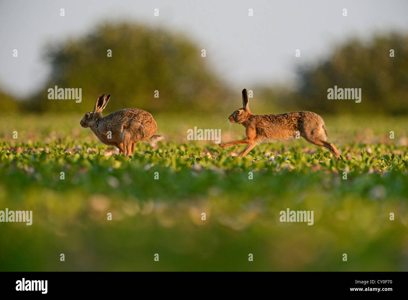 Braun (Europäischen) Hase Lepus Europaeus Norfolk Stockfoto