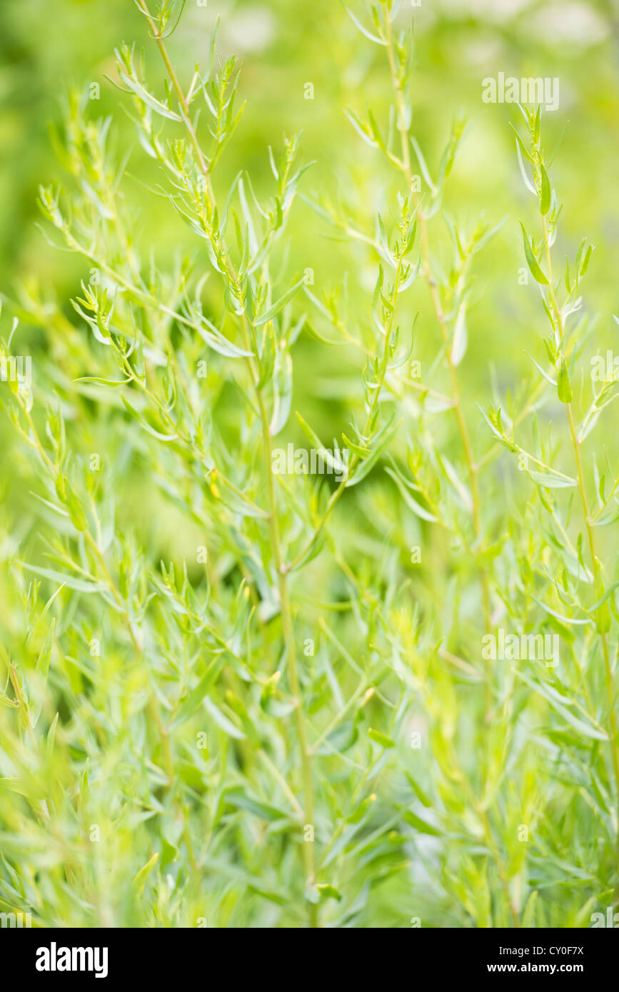 Grün, Reife Estragon Pflanzen im Gemüsegarten Stockfoto