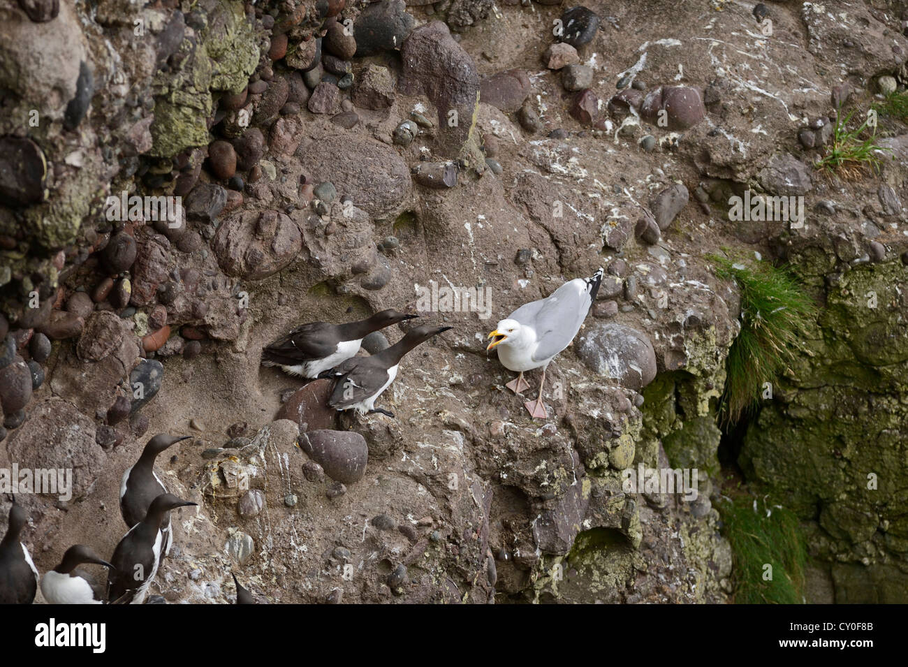 Silbermöwe Larus Argentatus versucht von Trottellummen am Fowlheugh RSPB Reserrve Schottland Küken oder Ei nehmen Stockfoto
