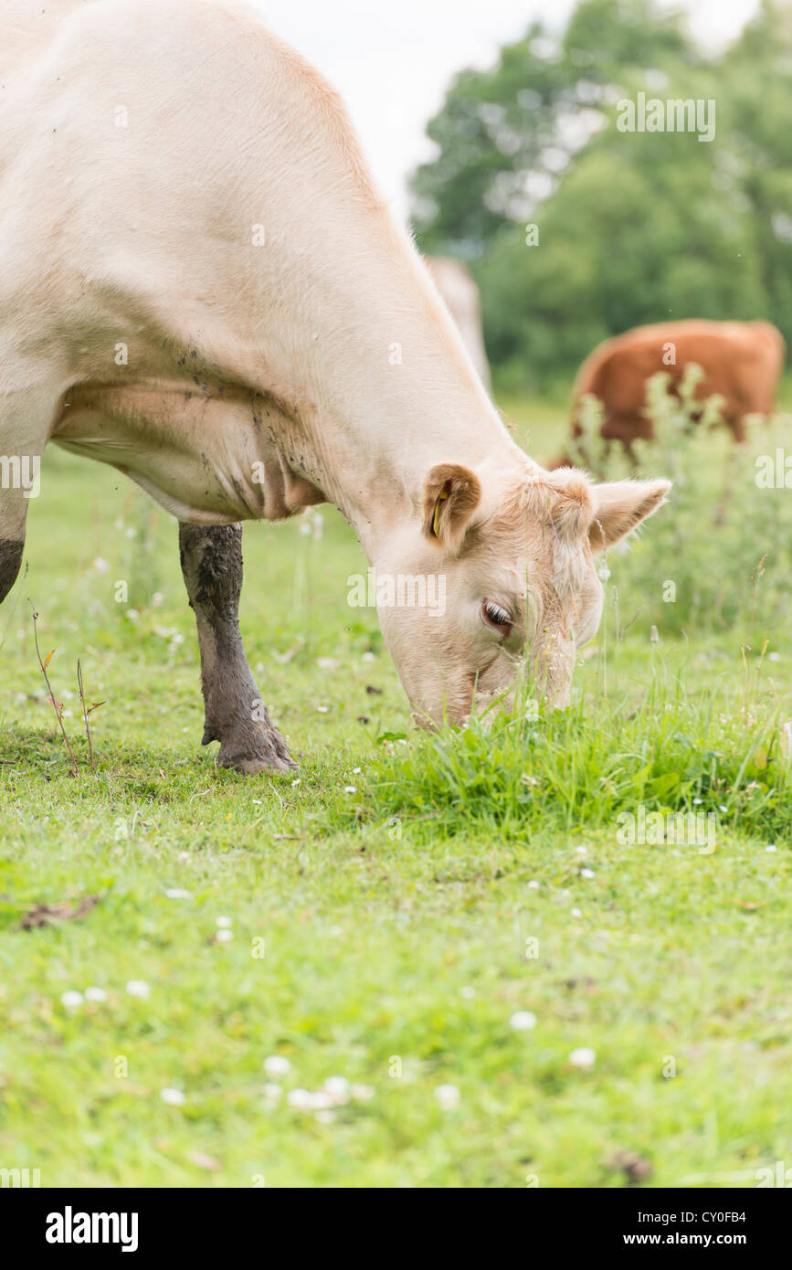 Rinder, die in einer ländlichen Wiese stehen Stockfoto