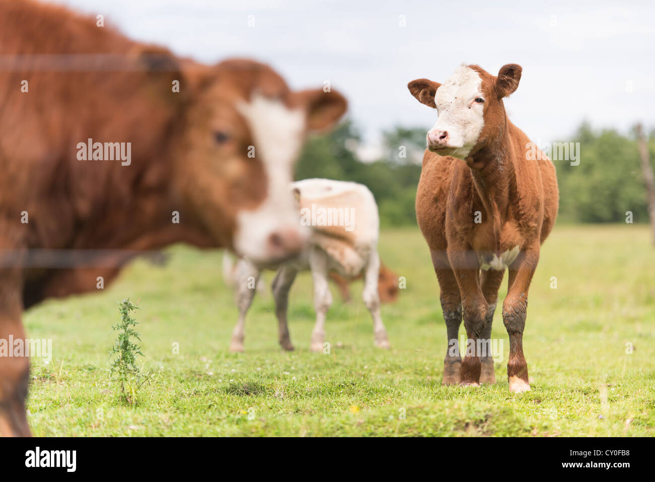 Rinder, die in einer ländlichen Wiese stehen Stockfoto