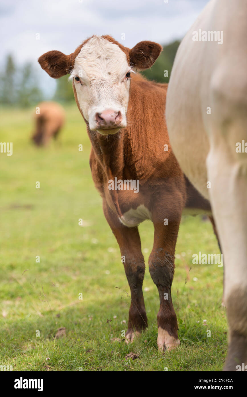 Rinder, die in einer ländlichen Wiese stehen Stockfoto