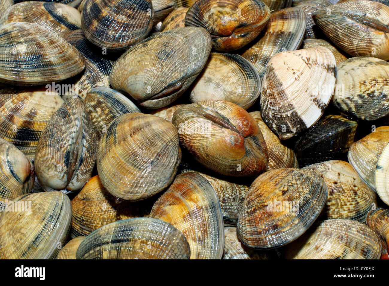 Muscheln-Nahaufnahme, für Spagetti vongole Stockfoto