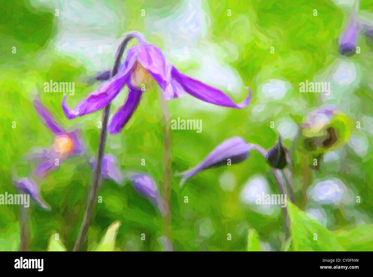 Selektiven Fokus auf einer hängenden lila Clematis Blume im heimischen Garten. Stockfoto