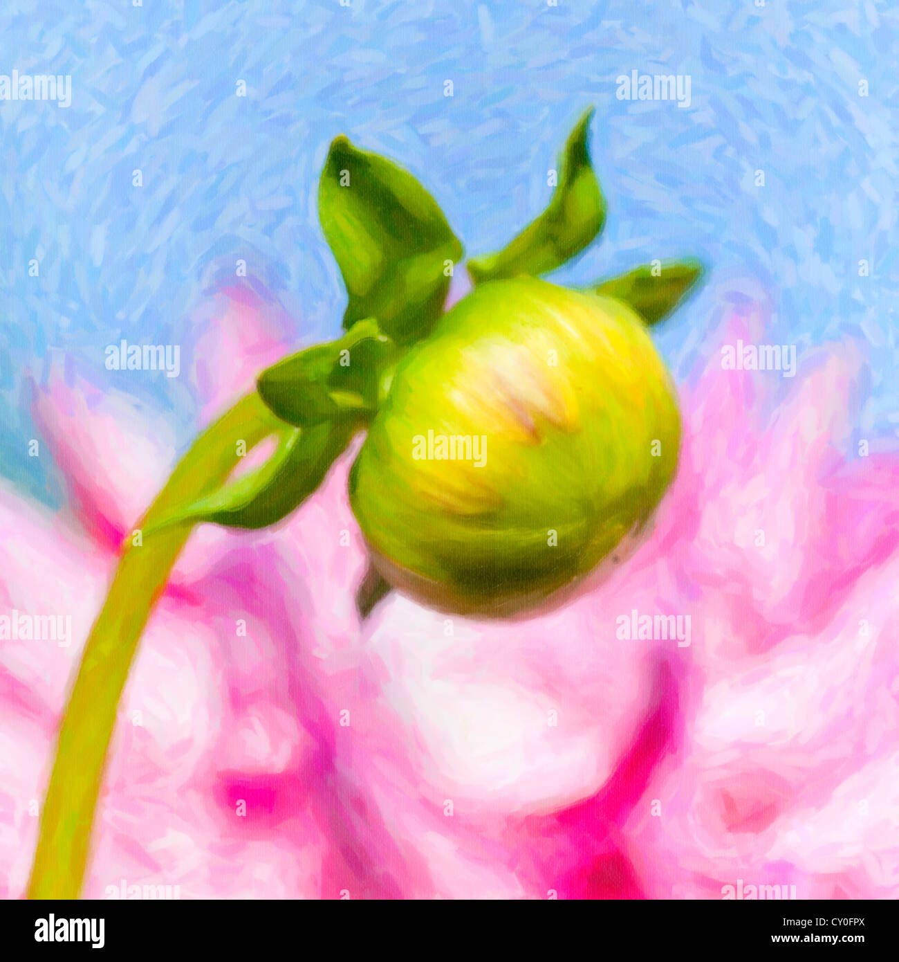 Eine Blütenknospe einer Dahlie Pflanzen mit einem rosa Kaktus Blüte Dahlie im Hintergrund. Stockfoto