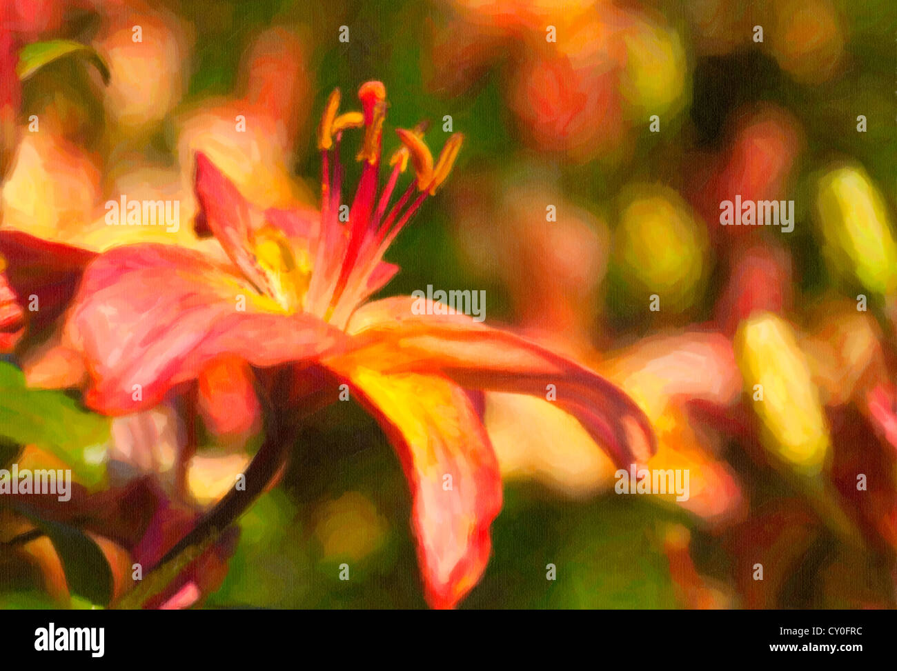 Asiatische Lilie im Sommergarten. Stockfoto