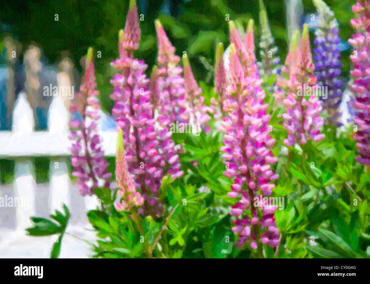 Rosa Lupinen entlang einer weißen Lattenzaun im heimischen Garten. Stockfoto