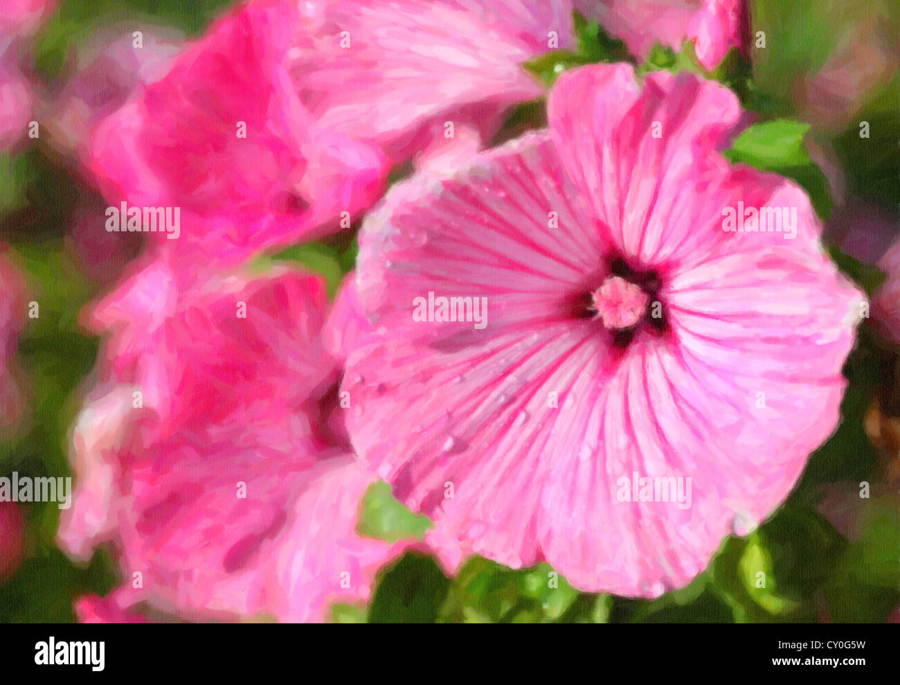 Wassertropfen auf Eibisch Blumen oder Lavatera im heimischen Garten. Stockfoto