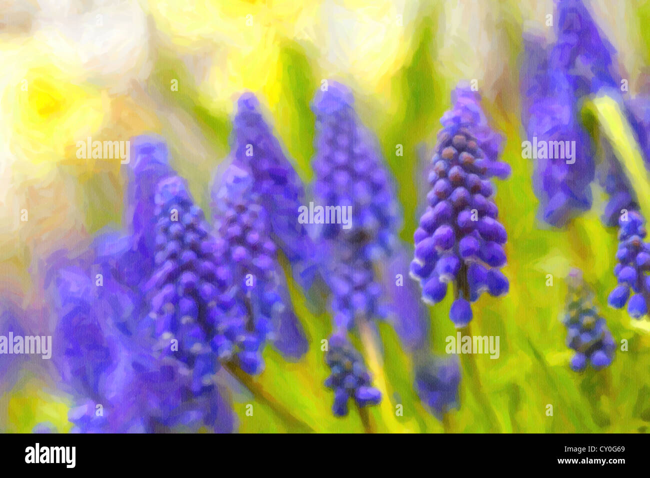 Muscari Armeniacum Blume oder allgemein bekannt als Trauben Hyazinthe im defokussierten Frühlingsgarten. Stockfoto