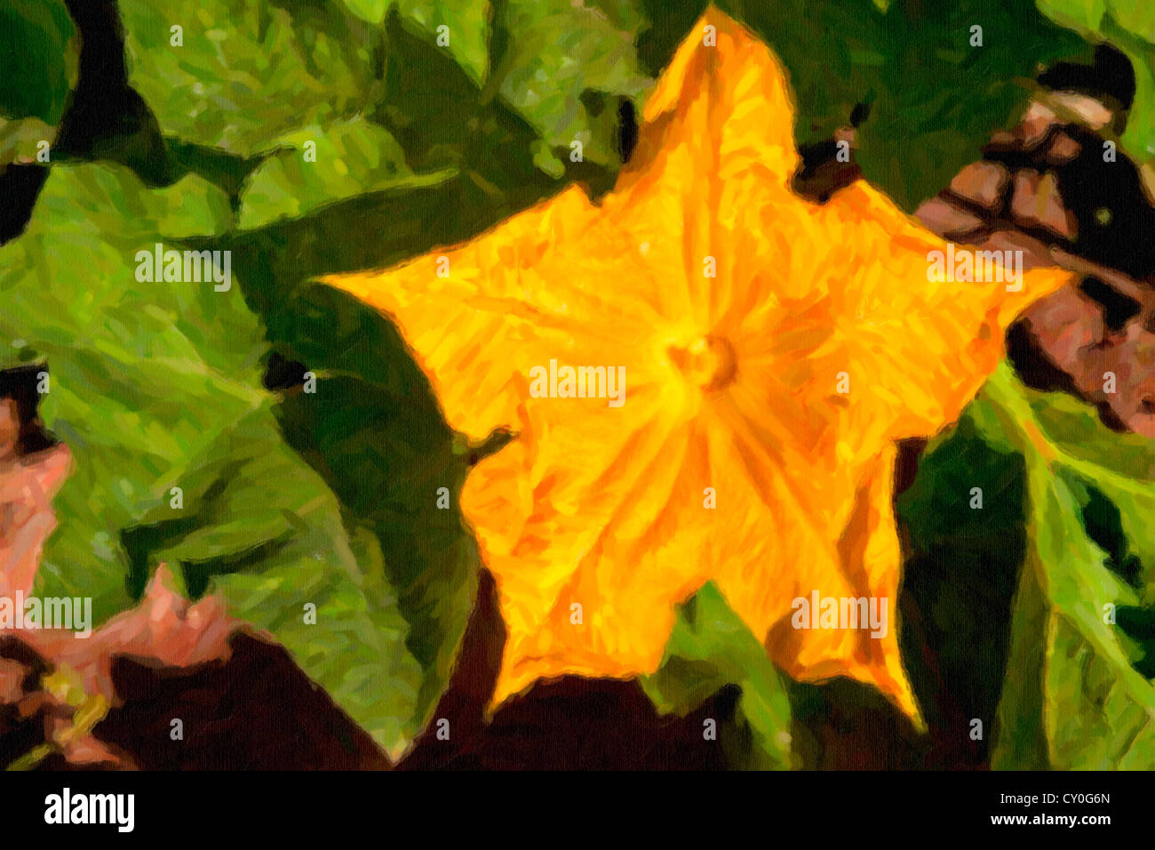 Kürbis oder eine Kürbis-Blume im heimischen Garten oder den Landwirt Kürbisbeet. Stockfoto
