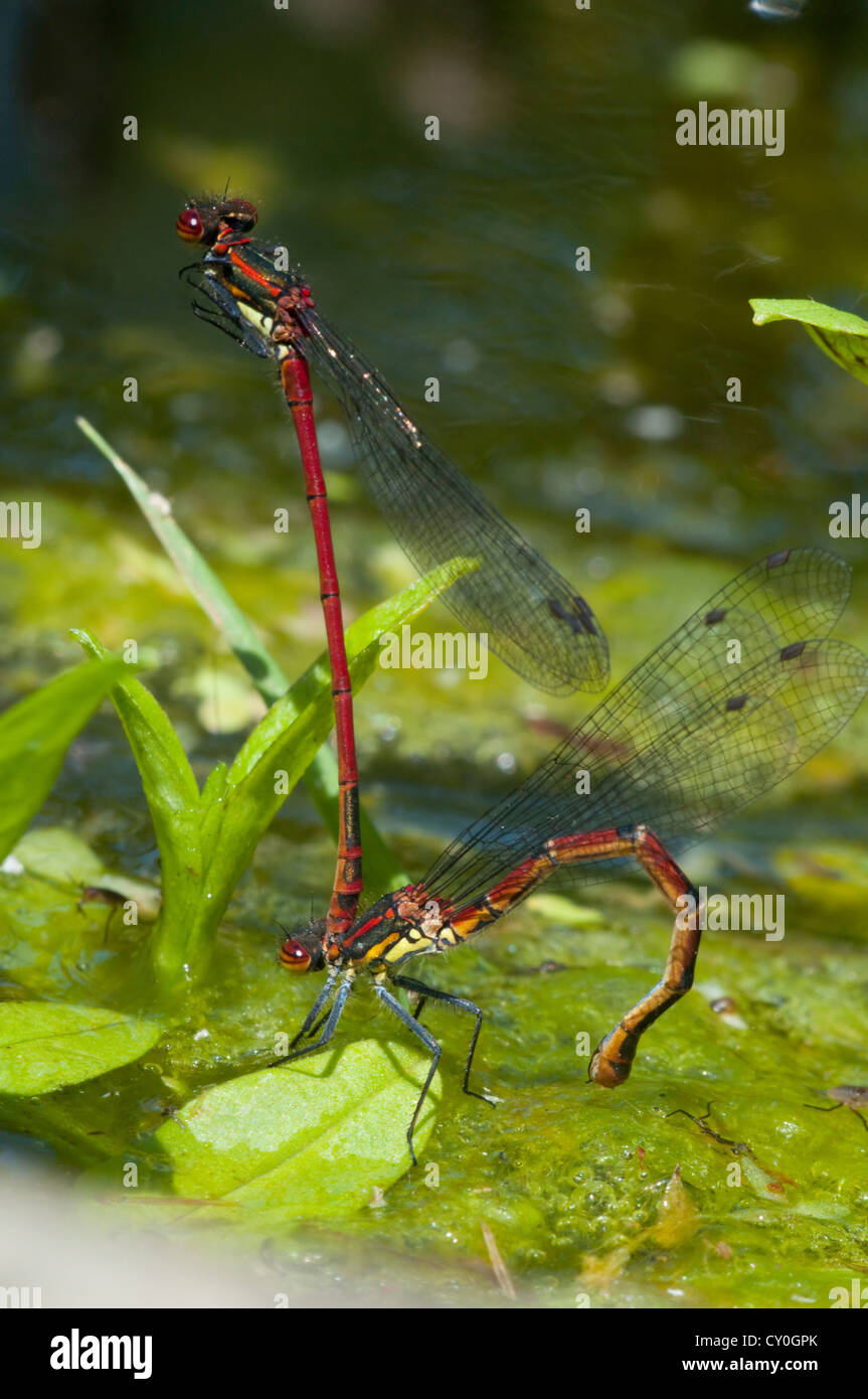 Damselfly lebenszyklus Fotos und Bildmaterial in hoher Auflösung Alamy