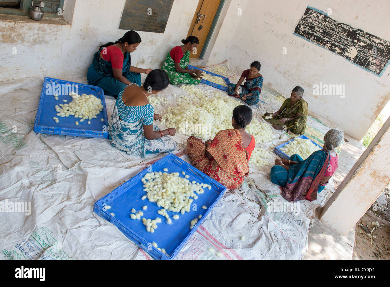 Indische Frauen sortieren Seidenraupen-Kokons in einem indischen Dorf. Andhra Pradesh, Indien Stockfoto
