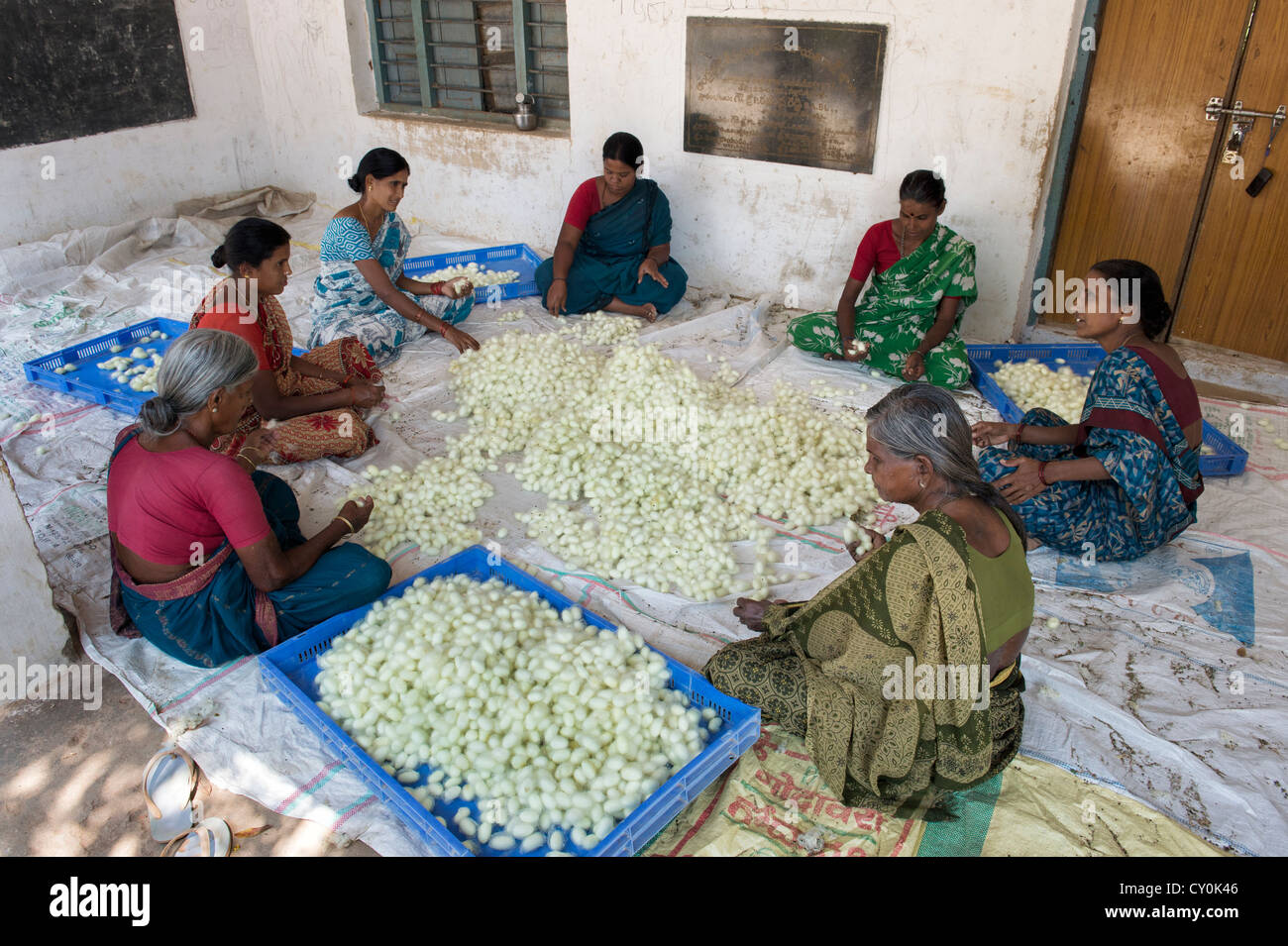 Indische Frauen sortieren Seidenraupen-Kokons in einem indischen Dorf. Andhra Pradesh, Indien Stockfoto