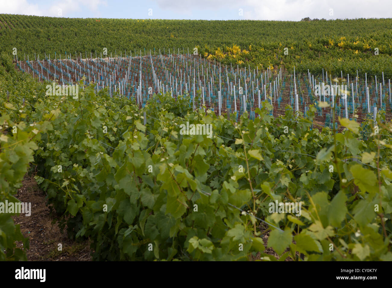 Weinberg in der Champagne, Frankreich Stockfoto