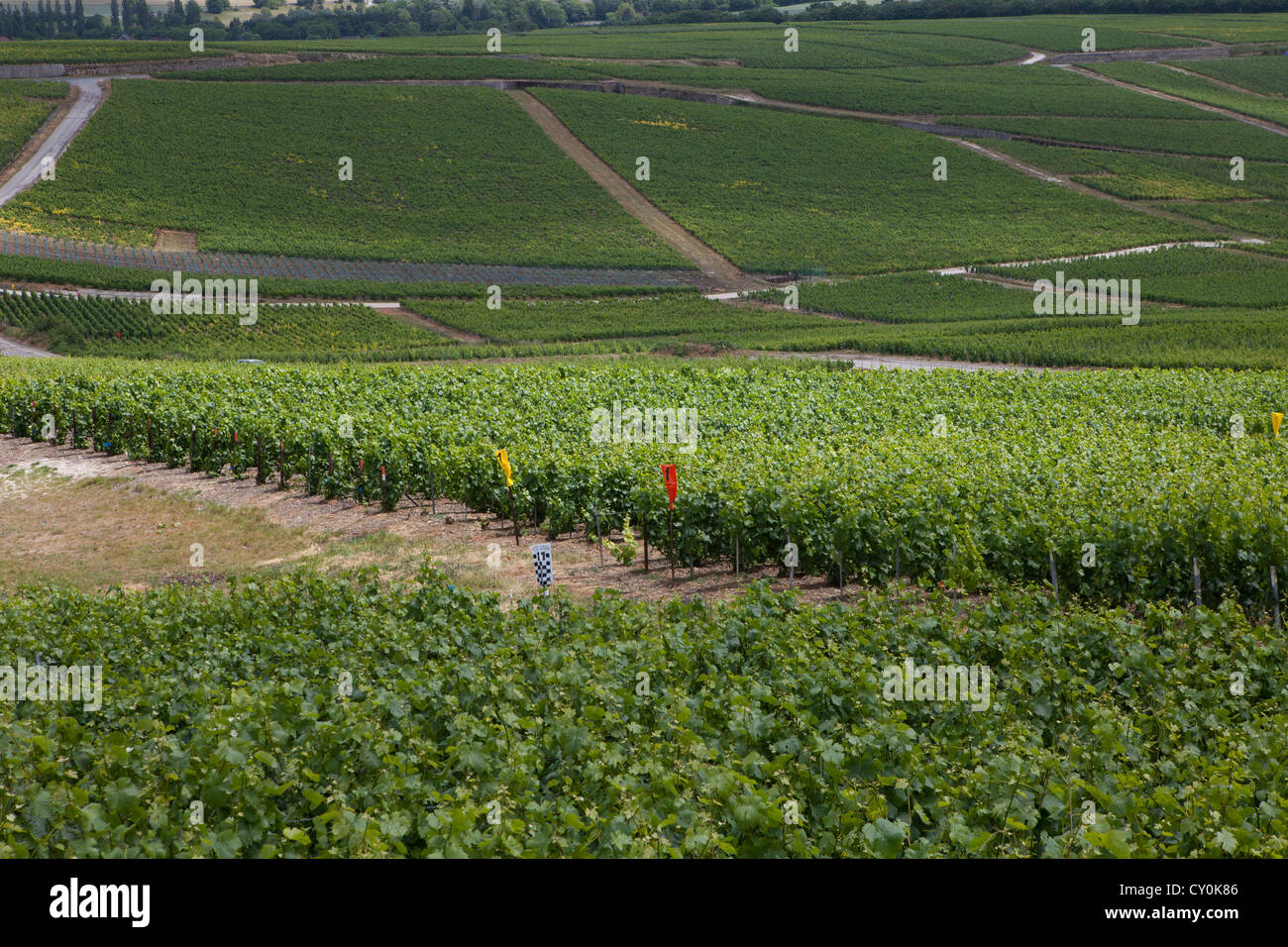 Weinberg in der Champagne, Frankreich Stockfoto